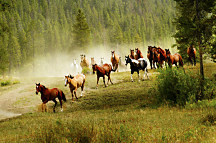 Tapeta Wild horses 29183 - vinylová